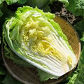 Chinese Heading Cabbage Michihli Seeds, Brassica rapa var. pekinensis, Sweet Crisp Napa for Stir-Fries, Kimchi, Soups, 150 Seeds