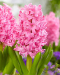 Hyacinth Pink Pearl Bulbs - Fragrant Fuchsia-Purple Flowers, Award-Winning Garden & Container Bulbs, USDA Zones 4-8