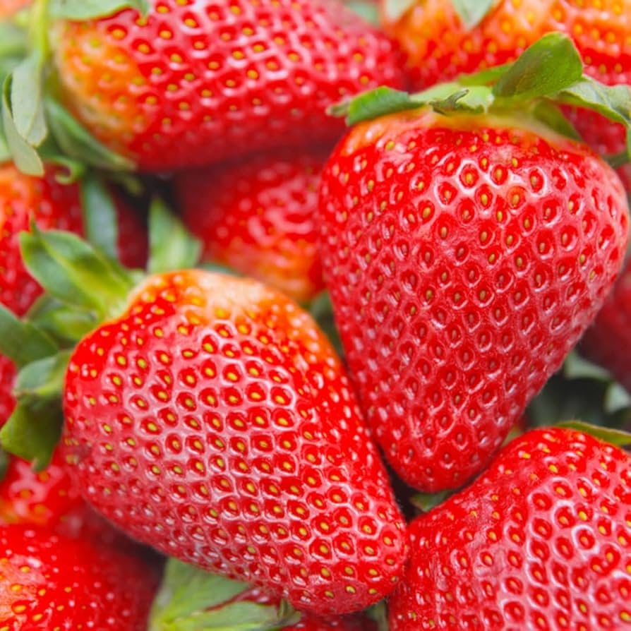 Seascape Everbearing Strawberry Plants Bare Root Pack | Sweet Juicy Berries | Zones 4-9