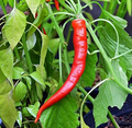 25 Cowhorn Pepper Seeds – Capsicum annuum Heirloom Spicy Long Curved Hot Peppers for Fresh Eating & Cooking