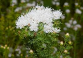 Summer Farewell Seeds (Dalea pinnata) – 25 Native Wildflower Seeds for Late-Season Pollinator Blooms, Drought-Tolerant, Easy to Grow