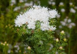 Summer Farewell Seeds (Dalea pinnata) – 25 Native Wildflower Seeds for Late-Season Pollinator Blooms, Drought-Tolerant, Easy to Grow