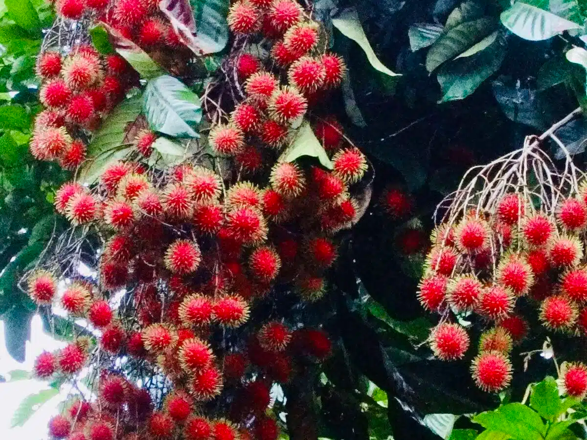 Red Rambutan Tree Starter Plant – Live 12”-24” Exotic Tropical Fruit Tree Nephelium lappaceum
