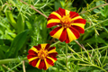 French Marigold Seeds - Court Jester Harlequin, Tall, Vibrant Multi-Color Blooms, Non-GMO, Pollinator-Friendly, Garden & Landscape Plant
