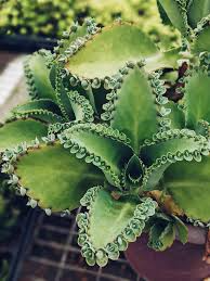 100 Aranto Alligator Plants - Mother of Thousands Succulent, 1-3 Inch Rooted Plants, Easy to Grow, Drought Tolerant, Unique Foliage