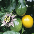 Passion Fruit Vine, 12-Inch Live Passiflora Edulis Climbing Plant in Pot, Tropical Fruit, Garden or Container Plant