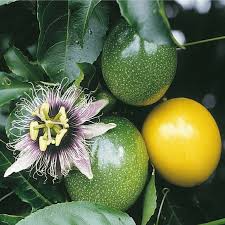 Passion Fruit Vine, 12-Inch Live Passiflora Edulis Climbing Plant in Pot, Tropical Fruit, Garden or Container Plant