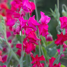 Judith Wilkinson Sweet Pea Seeds – Bright Pink Climbing Flower Vine for Bouquets & Gardens – Lathyrus odoratus, 50+ Seeds