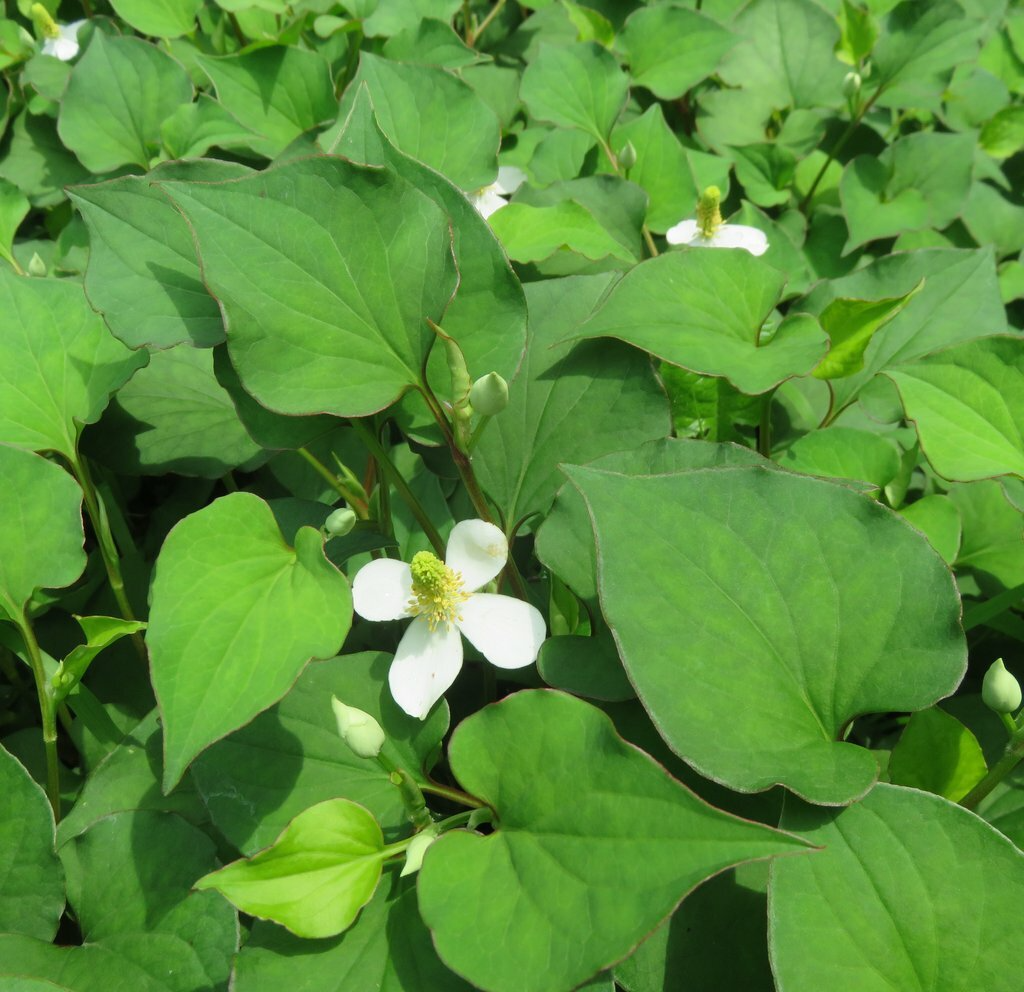 20 Live Bare Root Fish Mint Plants | Houttuynia Cordata Asian Edible & Medicinal Herb
