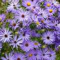 200 Aster Aromatic Blue Purple Seeds, Perennial, Fall Blooms, Fragrant, Heirloom, Non-GMO Garden Flowers