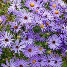 200 Aster Aromatic Blue Purple Seeds, Perennial, Fall Blooms, Fragrant, Heirloom, Non-GMO Garden Flowers
