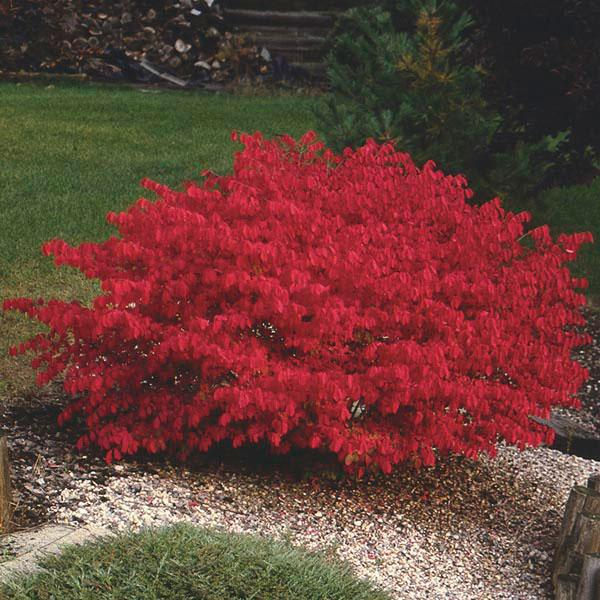 Dwarf Burning Bush Bare Root Shrub – Euonymus alatus – Vibrant Red Fall Foliage – Hardy Deciduous Plant for Borders & Hedges