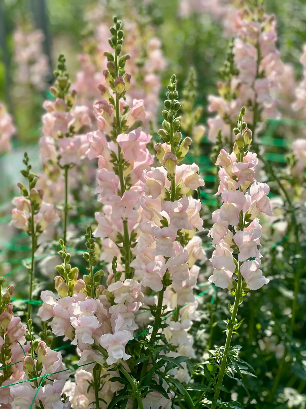Appleblossom Snapdragon Seeds 1000+ Soft Pink & White Flowers Antirrhinum majus for Garden & Borders