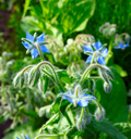 Borage Seeds 100 Pack - Edible Blue Flowers & Cucumber-Flavored Herb - Heirloom, Non-GMO, Pollinator-Friendly, Fast-Growing Garden Seeds