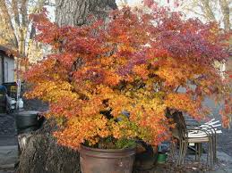 Trident Maple Tree Seeds – Acer buergerianum, Hardy Fall Colors, Bonsai & Shade Tree Seeds, Zone 4-9