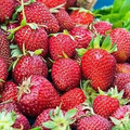 Everbearing Strawberry Plants Pack of 12 Bare Root Albion Fragaria x ananassa for Zones 4-9, Large Sweet Berries