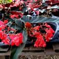 Angel Wing Begonia - Torch Red Tropical Houseplant in 4" Pot, Vibrant Indoor Plant, Easy Care, Unique Foliage, Office and Home Decor