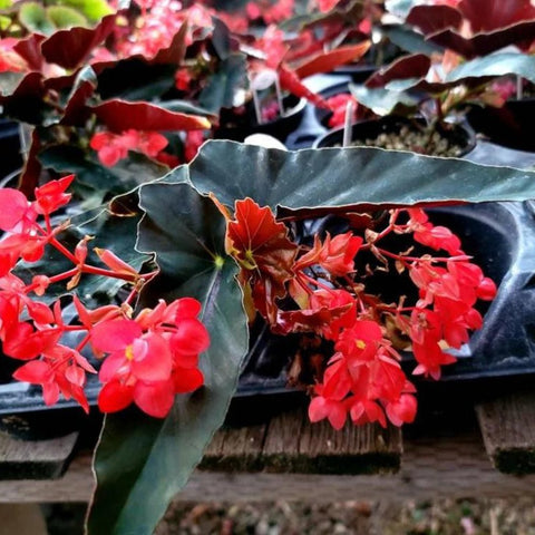 Angel Wing Begonia - Torch Red Tropical Houseplant in 4" Pot, Vibrant Indoor Plant, Easy Care, Unique Foliage, Office and Home Decor