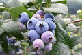 50 Southern Highbush Blueberry Seeds - Vaccinium corymbosum, Cold Hardy Fruit Plant for Zones 5-10