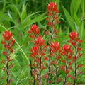 Northwestern Indian Paintbrush Seeds | 300 Pack | Vibrant Red & Yellow Wildflower | Castilleja angustifolia v. dubia | Native Perennial Pollinator-Friendly