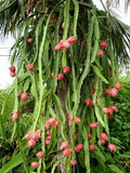 Red Dragon Fruit Cuttings - Pink Skin, Red Flesh - 6-8 Inch Hylocereus Costaricensis Starter Plant