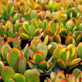 Crassula Ovata Hummel’s Sunset Cuttings - Golden Jade Succulent - 3-4 Inch Houseplant Starter - Easy Care Indoor Succulent