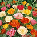 1000 Seeds California Poppy ‘Mission Bells Mix’ Eschscholzia californica Non-GMO Wildflower Seeds for Pollinator Gardens