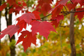 Acer rubrum Northern Seeds – Red Maple Tree Seeds for Planting – Cold Hardy Shade Tree with Red Fall Foliage – Native to North America
