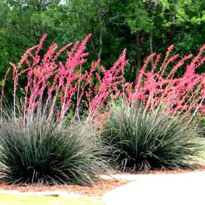 25 Red Yucca Seeds Hesperaloe parviflora Drought Tolerant Perennial Flowering Plant