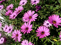 200+ Dark Purple Cape Daisy Seeds – Osteospermum ecklonis, Drought-Tolerant Flowers for Beds, Borders & Containers