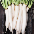 Miyashige Daikon Radish Seeds | Heirloom Japanese Long White Radish | Mild & Crisp | Raphanus Sativus