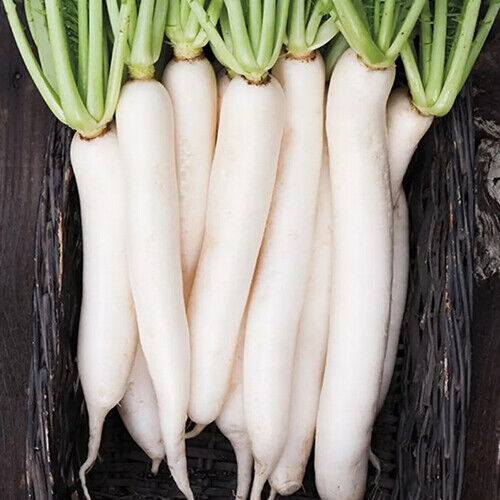 Miyashige Daikon Radish Seeds | Heirloom Japanese Long White Radish | Mild & Crisp | Raphanus Sativus