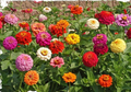 100 Seeds Zinnia Super Cactus Giant Mix Non-GMO Vibrant Blooms Butterfly Attracting Annual Flowers