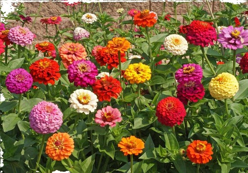 100 Seeds Zinnia Super Cactus Giant Mix Non-GMO Vibrant Blooms Butterfly Attracting Annual Flowers