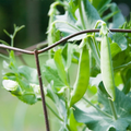 Pea Snow Dwarf Sugar Grey Seeds – Heirloom, Edible Pods, Cold Hardy, High Yield, Container Gardening, Pisum sativum
