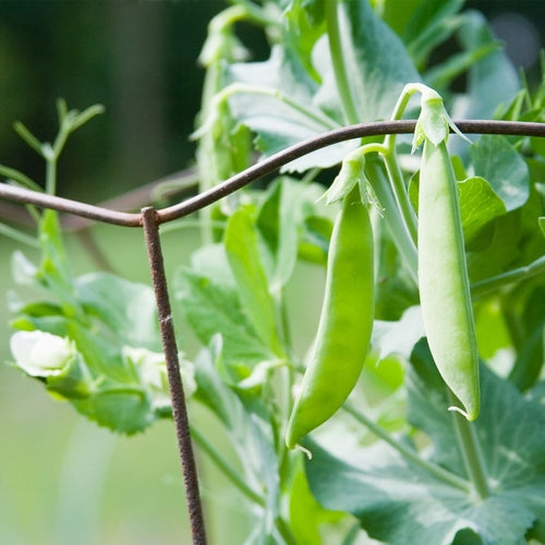 Pea Snow Dwarf Sugar Grey Seeds – Heirloom, Edible Pods, Cold Hardy, High Yield, Container Gardening, Pisum sativum