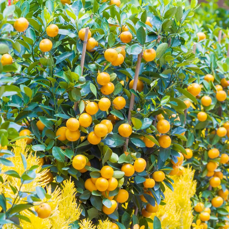 Live Calamansi Citrus Tree Seedling | 8-12 Inch Indoor & Outdoor Tropical Fruit Plant