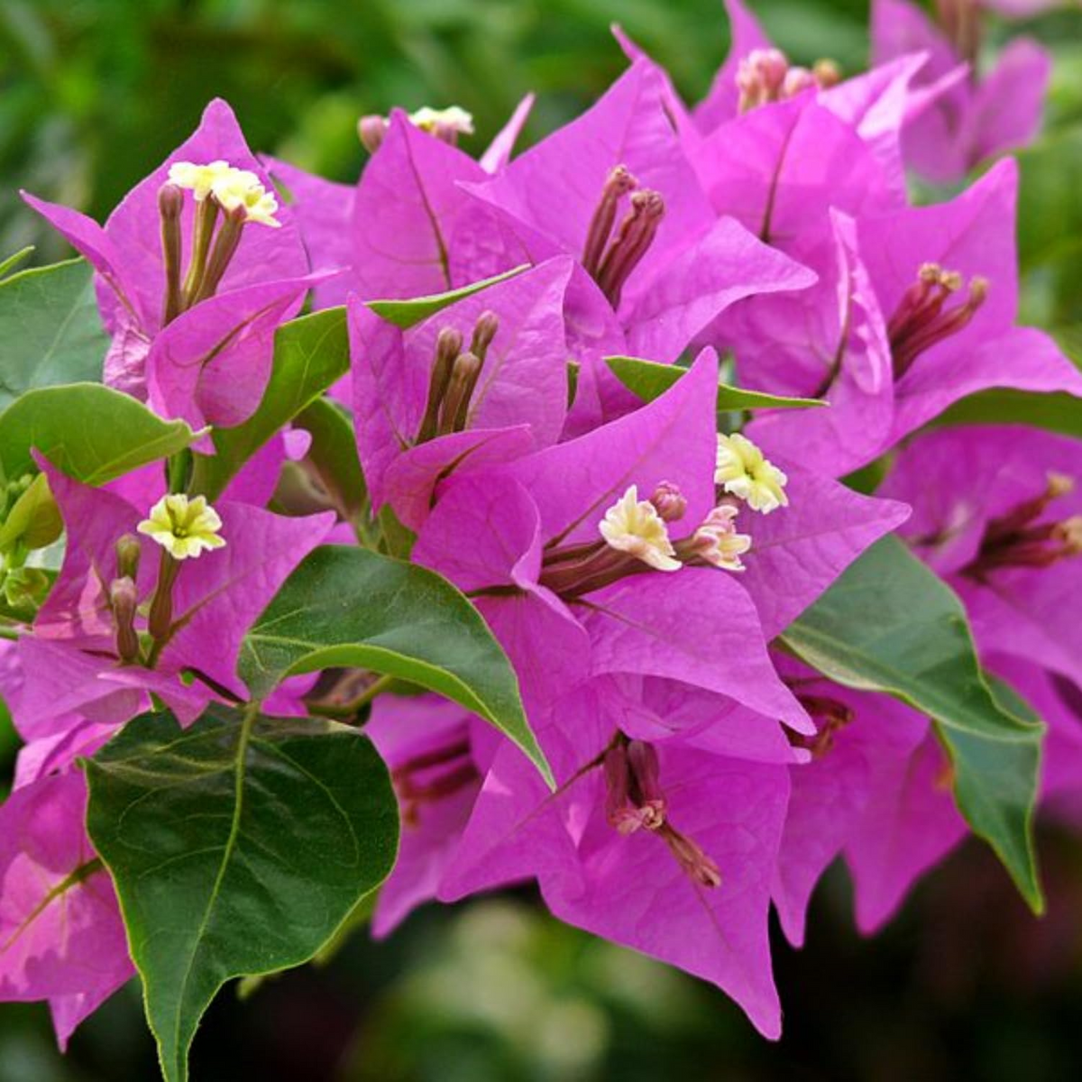 Purple Bougainvillea Starter Plant - Paper Flower, 5-7 Inches Tall, Vibrant Tropical Blooms for Gardens, Trellises & Landscaping