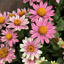 Profusion Cherry Bicolor Zinnia Seeds – 100+ Compact Summer Blooms for Pollinator Gardens & Containers – Zinnia elegans x angustifolia