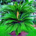 King Sago Palm Seeds (Cycas Revoluta) - Hardy Tropical Cycad, Slow-Growing Evergreen, Indoor & Outdoor Plant