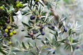 Canino Olive Tree Seeds – Mediterranean Edible Fruit, Heirloom Variety, Olea europaea, Evergreen Fruit Plant, USDA Zones 8-10