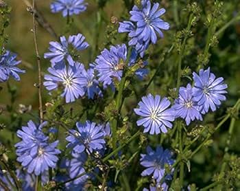 3000 Chicory Seeds Cichorium Intybus Heirloom Edible Greens & Roots Herb for Salads, Sautéing, Coffee Substitute