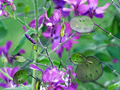 100 Lunaria Annua Seeds – Violet Blooms & Silver Seed Pods for Dried Flowers – Non-GMO Honesty Plant