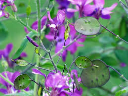 100 Lunaria Annua Seeds – Violet Blooms & Silver Seed Pods for Dried Flowers – Non-GMO Honesty Plant