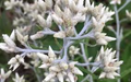 Sweet Everlasting Seeds – Pseudognaphalium obtusifolium – Native Dried Flower, Fragrant White Blooms, Pollinator Garden Planting