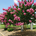 Dark Pink Crepe Myrtle Cuttings | Lagerstroemia Indica | 7 Live 6” Tree Propagation | Drought-Tolerant, Fast-Growing Ornamental