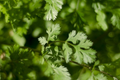 Leisure Cilantro Seeds - Heirloom, Non-GMO, Slow to Bolt, Culinary Herb, Coriandrum sativum, 125 Seeds
