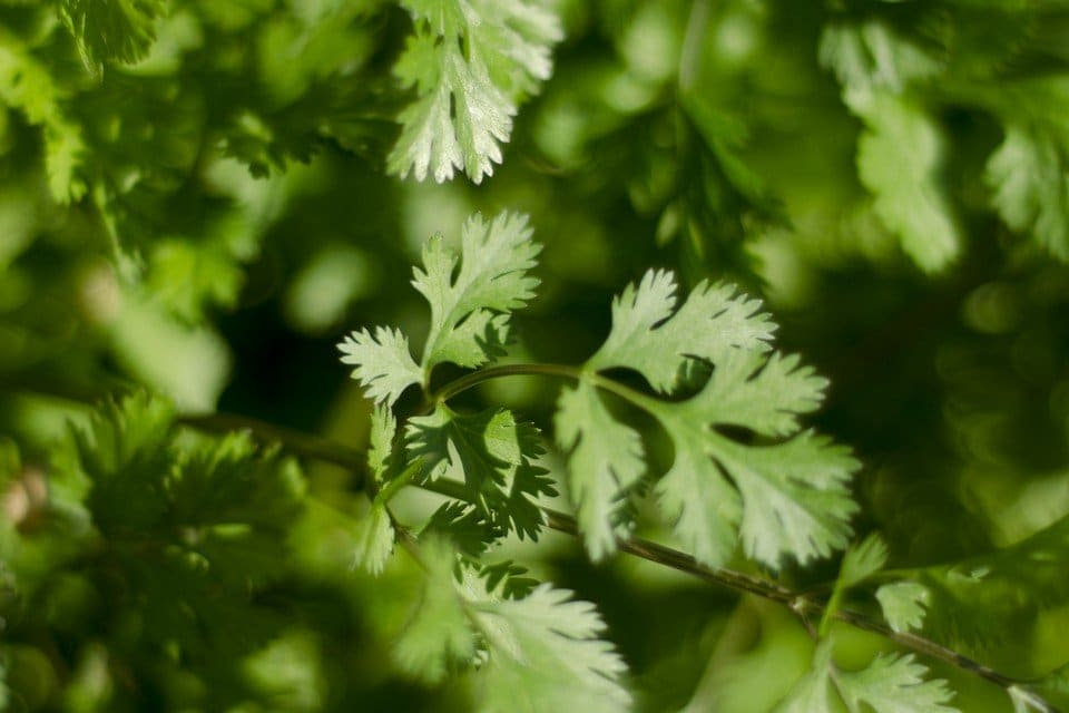 Leisure Cilantro Seeds - Heirloom, Non-GMO, Slow to Bolt, Culinary Herb, Coriandrum sativum, 125 Seeds