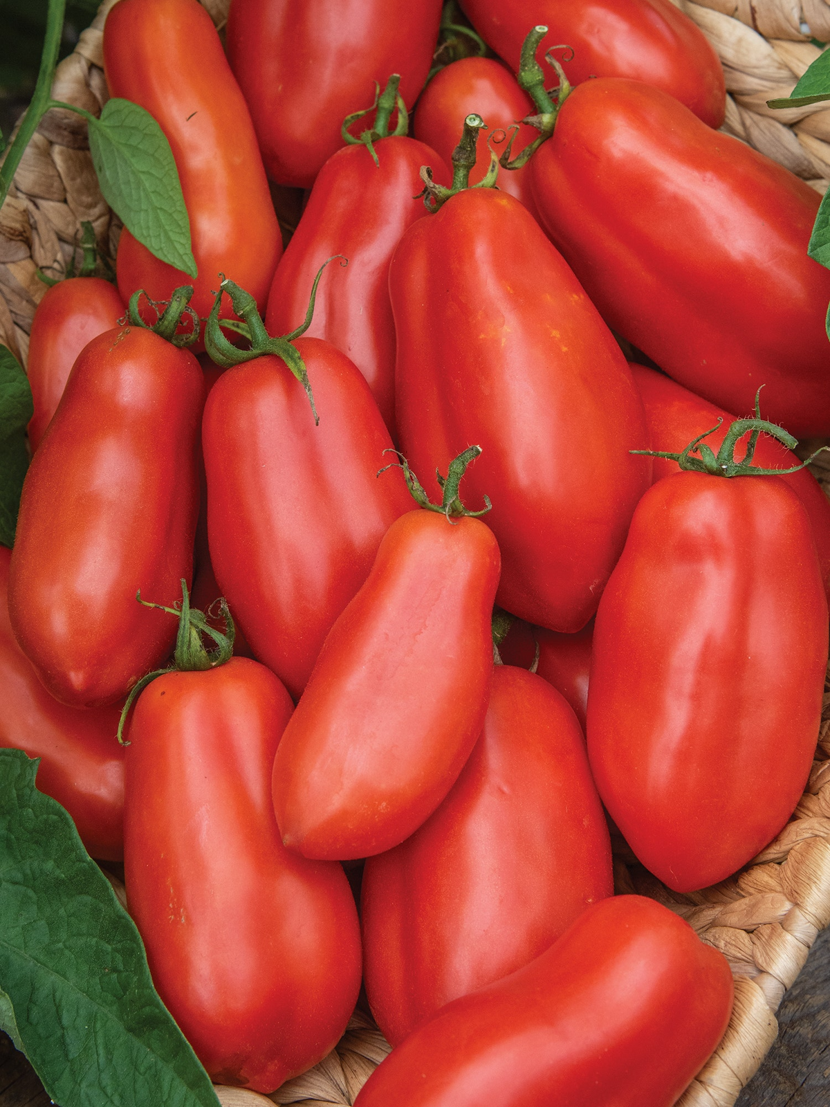 Tomato Seeds San Marzano Heirloom Variety for Canning & Sauces – 100mg, High Yield, Meaty, Indeterminate, Garden & Container Planting