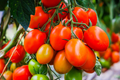 Tomato Seeds Roma Heirloom Plum Variety for Sauces, Soups, Canning – Solanum lycopersicum, 50 Seeds